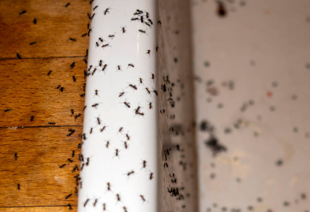 Wildlife Control Services in North Pekin, IL